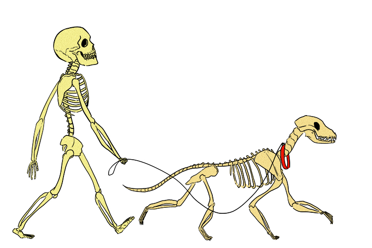 Image showing humans and dogs have endoskeletons